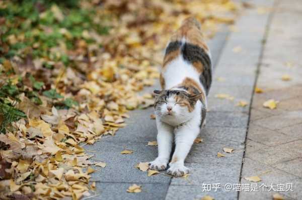 家庭养猫图片推荐，让猫咪与家更和谐,象征,气场,风水布局,第1张