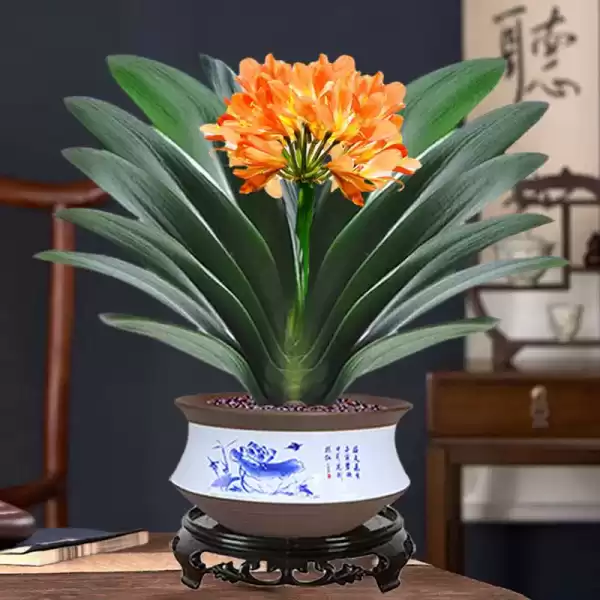 朝北墙面放什么植物好，学与植物搭配的艺术,象征,事业,希望,第1张