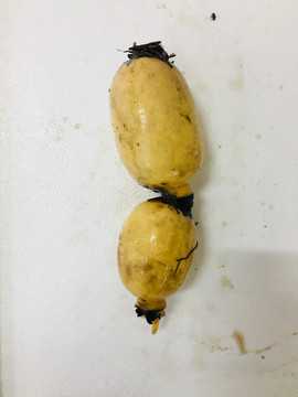 梦见莲藕，解读与生活启示,象征,成功,美好,第1张