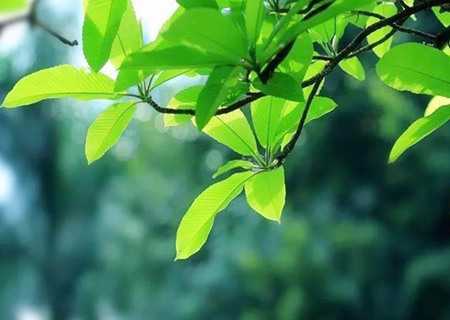 八字测算中的五行忌，解析与应用,命运,事业,八字,第1张