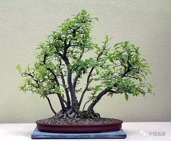 门前三甲，选择适合的盆景，开启之门,象征,事业,希望,第1张