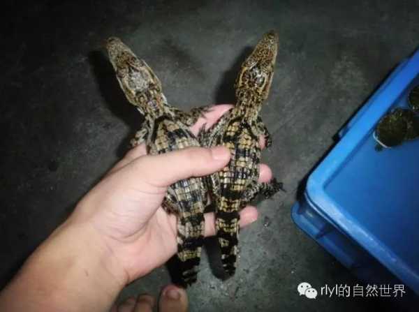 梦见鳄鱼吃驴，解读与启示,象征,挑战,希望,第1张