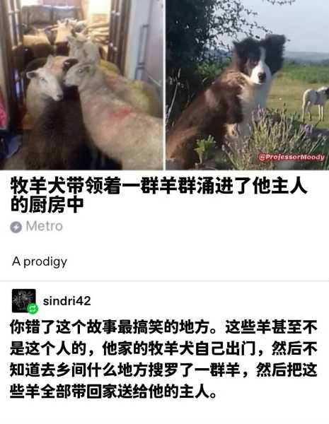 什么样得狗不好,气场,财运,风水,第1张