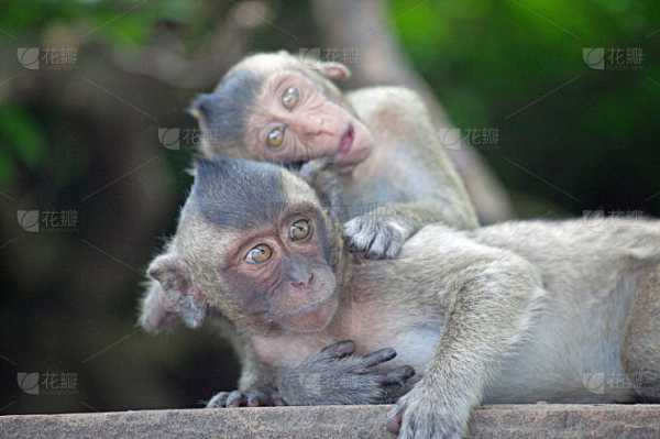 猴宝宝取名指南,让小可爱有个独特的名字,象征,事业,希望,第1张 猴宝宝取名指南,让小可爱有个独特的名字,象征,事业,希望,第1张