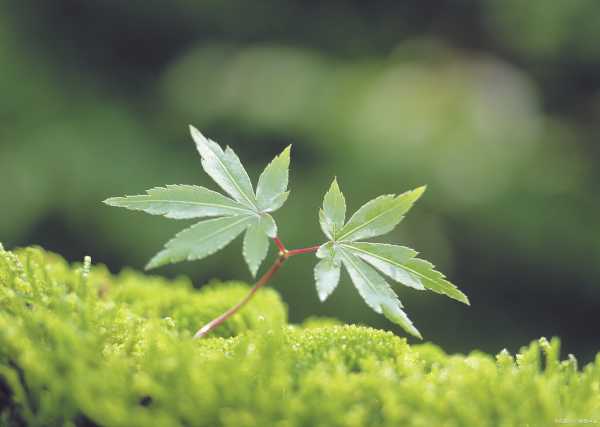 取名之道，让生命更有意义,象征,希望,美好,第1张