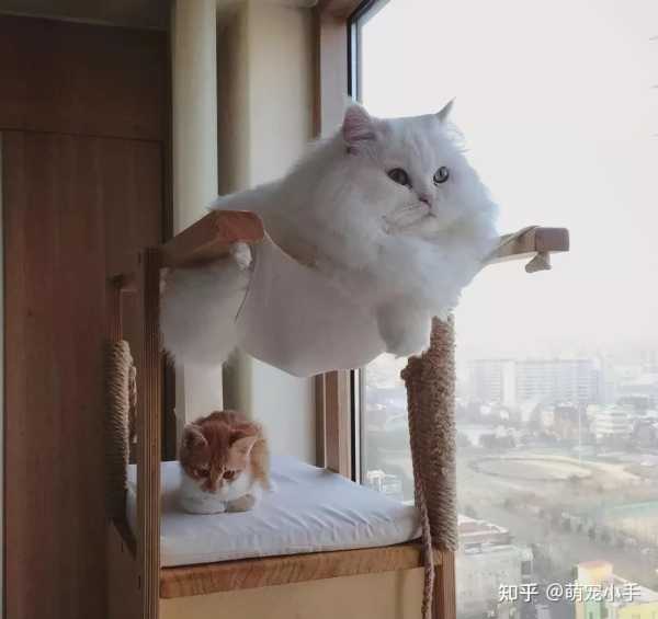屋内养猫，禁忌与注意事项,象征,希望,风水,第1张
