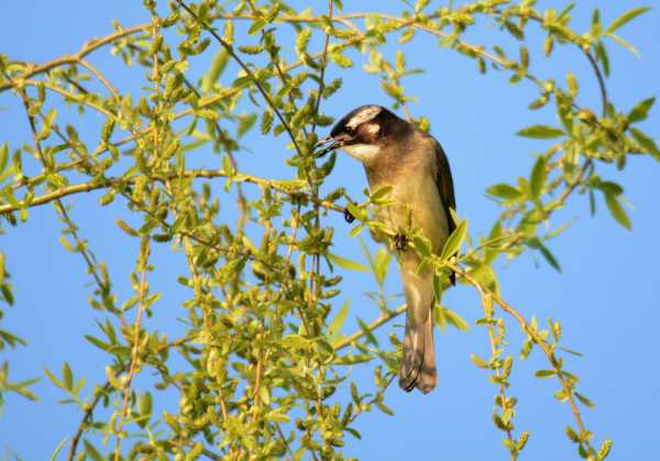 鸟鸣时间，解读自然的奥秘与人类的智慧,象征,命运,吉凶,第1张
