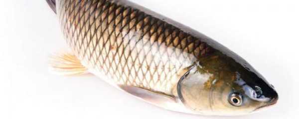 梦见钓起乌龟，解读梦境背后的深意,象征,事业,挑战,第1张