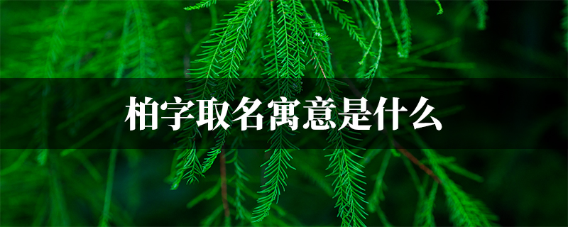 柏宝宝取名指南，好听又寓意深远的名字推荐,象征,宝宝取名,好听的名字,第1张