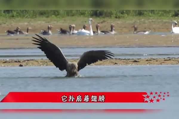 游泳碰到老鹰，预兆与解梦解析,象征,挑战,希望,第1张