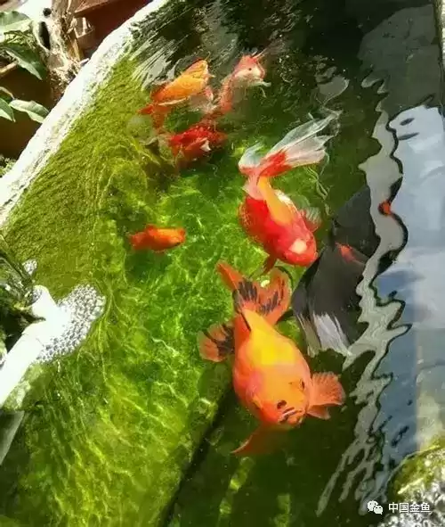 茶店养鱼好呢,象征,气场,能量,第1张