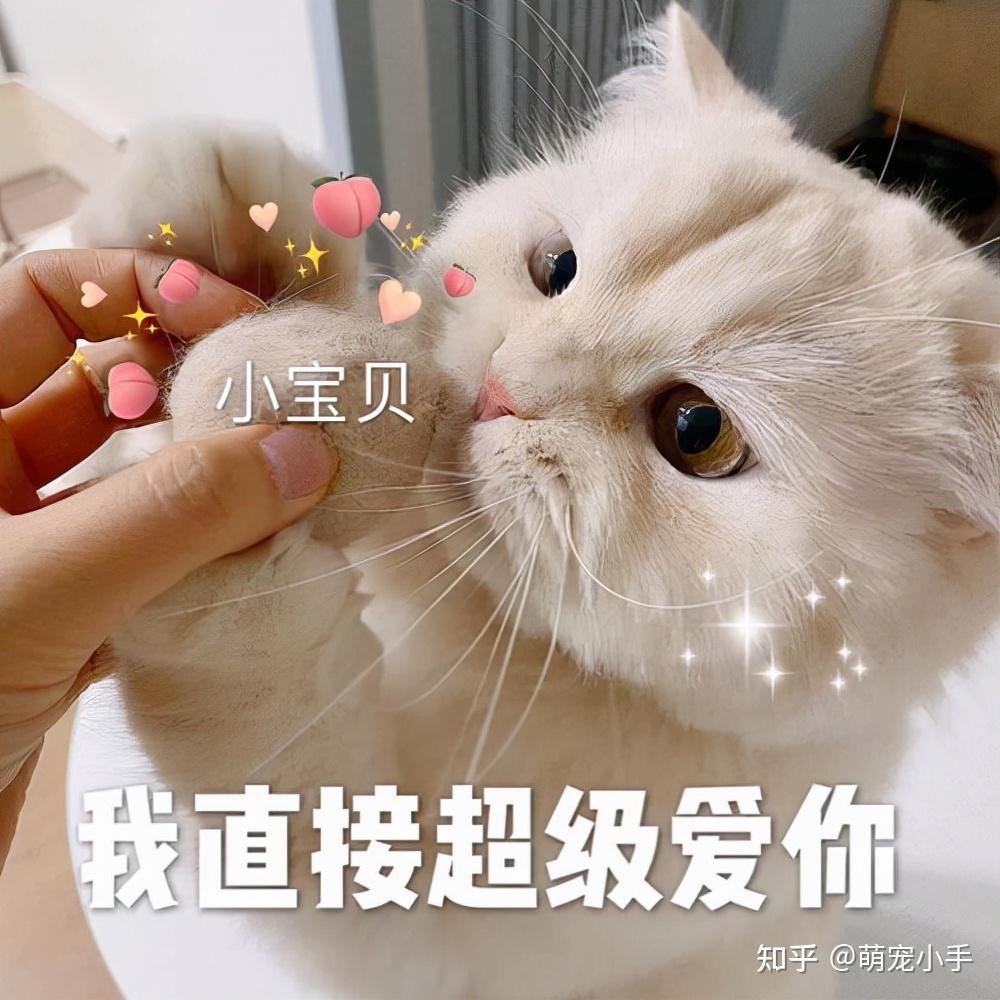 自己来的猫，带来与和谐,象征,能量,与和谐,第1张