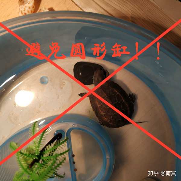 草龟养什么颜色好？,象征,事业,八字,第1张