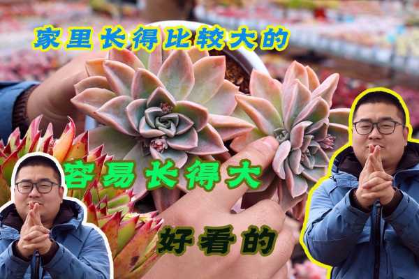 中家养多肉，大不同，多肉植物的吉利寓意与养护技巧,象征,事业,能量,第1张