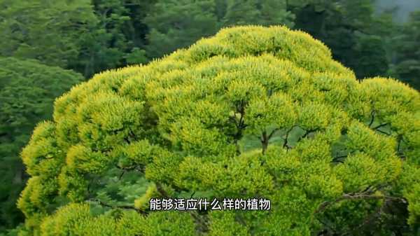 赤楠树的智慧，禁忌与选择,象征,气场,能量,第1张