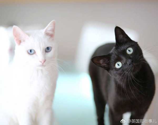 猫死在家里预示什么意思周公解梦,象征,挑战,解梦,第1张