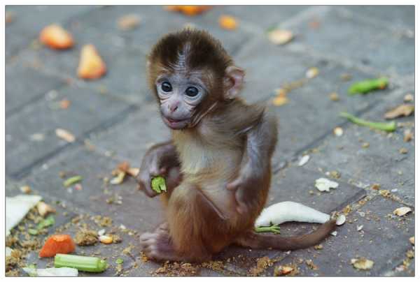周公解梦，猴子的深层寓意,象征,挑战,解梦,第1张