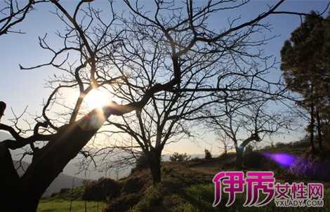 梦见折核桃叶，解读周公解梦的深层含义,象征,命运,挑战,第1张