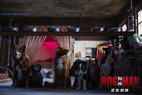 神犬传情，论狗的灵性与人类智慧的对话,象征,命运,八字,第1张