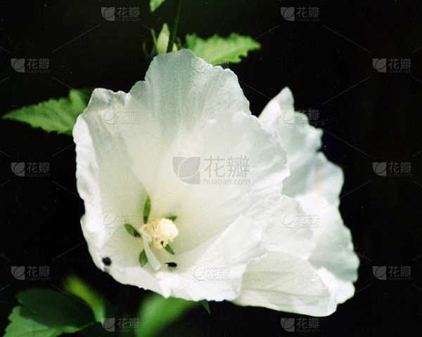 十二星座，神秘的花传说,象征,挑战,十二星座,第1张