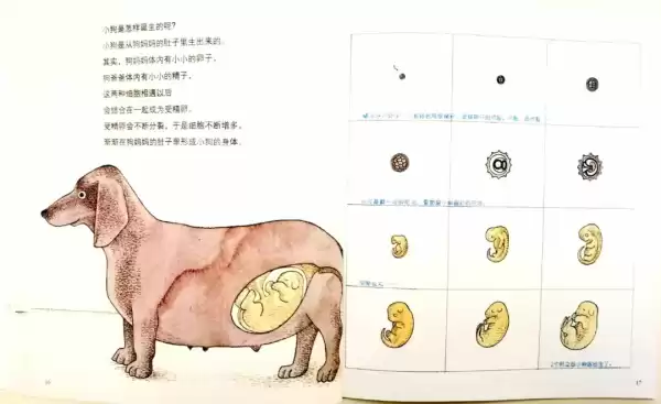 虎宝宝，一个跨越物种的生命命名艺术,象征,挑战,文化传承,第1张