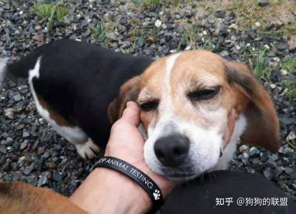 狗宝宝出生吉时，传统与现代的结合,象征,命运,希望,第1张