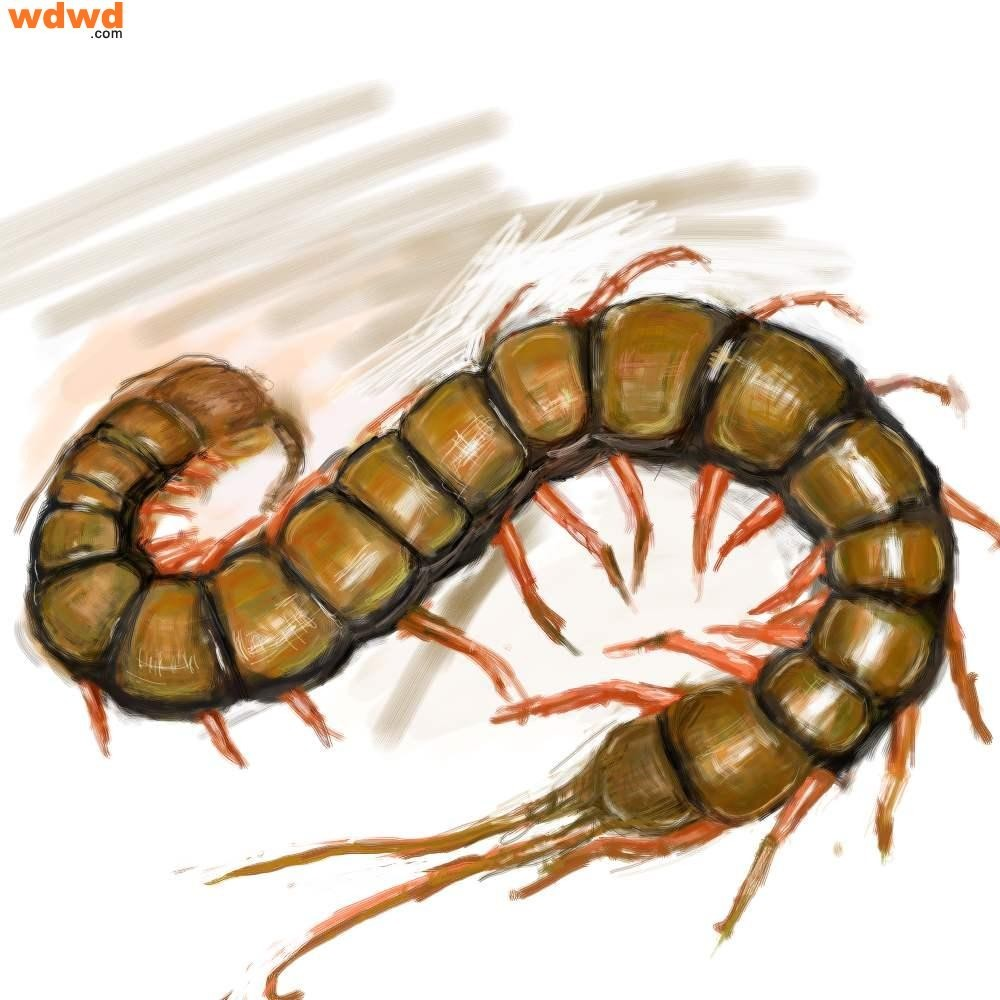 蜈蚣,解读一直遇见的深层含义,象征,挑战,解读,第1张 蜈蚣,解读一直遇见的深层含义,象征,挑战,解读,第1张