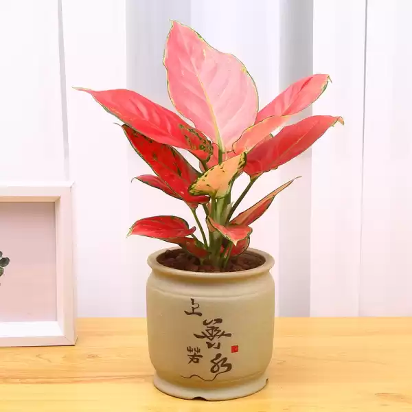 家庭养花与吉利,让家更美好,象征,能量,成功,第1张 家庭养花与吉利,让家更美好,象征,能量,成功,第1张