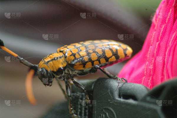 十二星座,十二种神秘的虫子,象征,自我,十二星座,第1张 十二星座,十二种神秘的虫子,象征,自我,十二星座,第1张