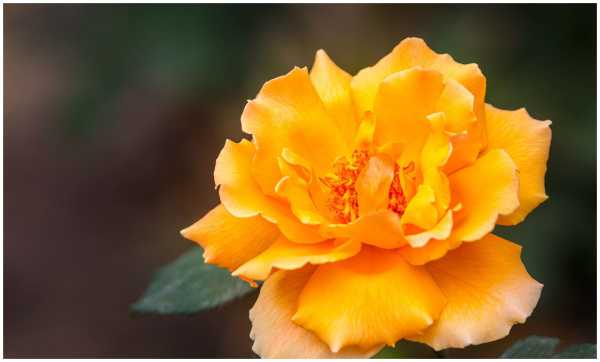 属羊人4月14日连连,事业与感情双丰收!,象征,命运,事业,第1张 属羊人4月14日连连,事业与感情双丰收!,象征,命运,事业,第1张