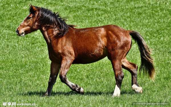 马宝宝典字取名技巧与文化内涵解析,象征,文化传承,第1张 马宝宝典字取名技巧与文化内涵解析,象征,文化传承,第1张