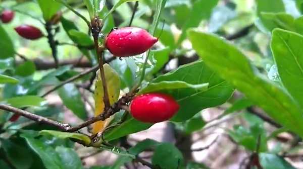 橘子,解读梦境中的神秘,象征,事业,希望,第1张 橘子,解读梦境中的神秘,象征,事业,希望,第1张