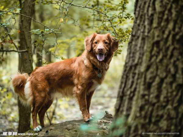 狗和猴的浪漫婚礼，一场狗尾数的幸福时刻,希望,吉时,光明,第1张