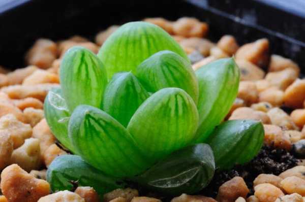 好,用户让我写一篇关于属羊人生肖运势的文章,标题已经给出,内容要不少于888个字。首先,我需要了解属羊人的生肖运势通常包括哪些方面,比如性格、lucky days、健康、财运等等,象征,命运,事业,第1张 好,用户让我写一篇关于属羊人生肖运势的文章,标题已经给出,内容要不少于888个字。首先,我需要了解属羊人的生肖运势通常包括哪些方面,比如性格、lucky days、健康、财运等等,象征,命运,事业,第1张