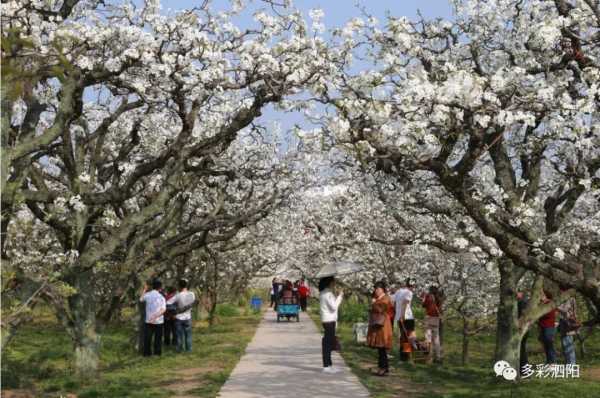 梨园梦,一场关于命运与艺术的对话,象征,命运,自我,第1张 梨园梦,一场关于命运与艺术的对话,象征,命运,自我,第1张