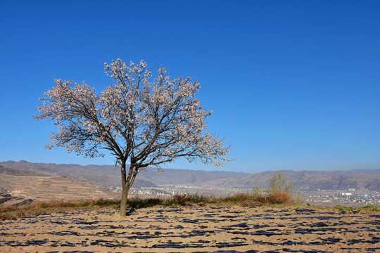 好,用户让我写一篇关于杏树寓意和好的文章,标题已经给出,内容要不少于831个字。首先,我需要理解用户的需求。他们可能对杏树有特定的寓意,或者想了解在布局中杏树的位置和象征意义,象征,事业,风水布局,第1张 好,用户让我写一篇关于杏树寓意和好的文章,标题已经给出,内容要不少于831个字。首先,我需要理解用户的需求。他们可能对杏树有特定的寓意,或者想了解在布局中杏树的位置和象征意义,象征,事业,风水布局,第1张