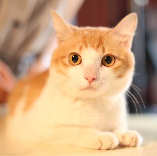 猫咪的音乐，解读猫咪听的那些歌,解读,第1张