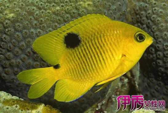 梦见抓鱼，预示着什么？解梦解析,象征,挑战,自我,第1张