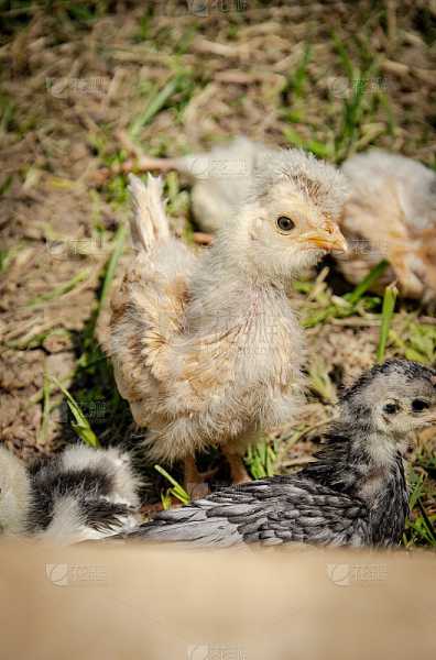 好，用户让我写一篇关于小鸡飞在鸟上的文章，关键词包括预兆和解梦。首先，我需要确定文章的标题，可能需要一个吸引人的标题，比如小鸡飞在鸟上，解码宿命与预示的深层含义,象征,命运,事业,第1张