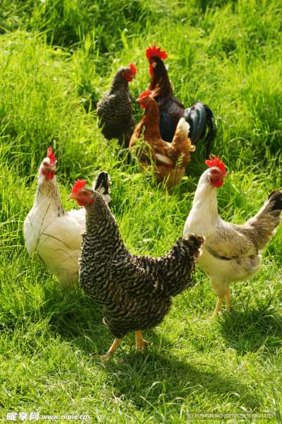 鸡足山求签79签,一段跨越时空的灵性之旅,求签,吉凶,占卜,第1张 鸡足山求签79签,一段跨越时空的灵性之旅,求签,吉凶,占卜,第1张