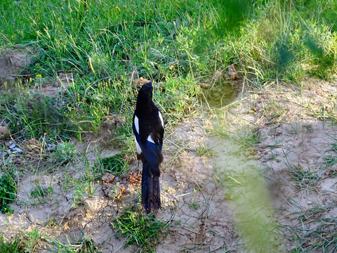 梦见野山鸡,周公解梦与心理暗示的深层解析,象征,挑战,自我,第1张 梦见野山鸡,周公解梦与心理暗示的深层解析,象征,挑战,自我,第1张