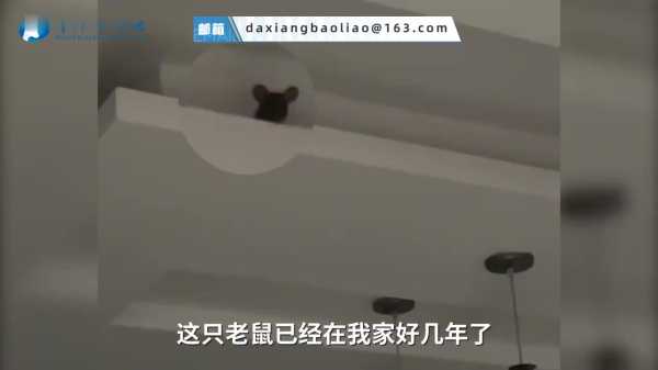 老鼠和蛇吉凶方法,科学与迷信的解读,象征,能量,吉凶,第1张 老鼠和蛇吉凶方法,科学与迷信的解读,象征,能量,吉凶,第1张