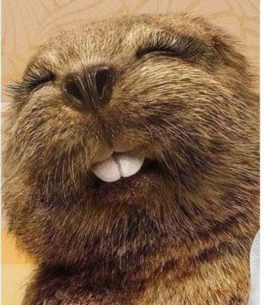 鼠子出没,解析室内的鼠类及其象征意义,象征,挑战,解梦,第1张 鼠子出没,解析室内的鼠类及其象征意义,象征,挑战,解梦,第1张