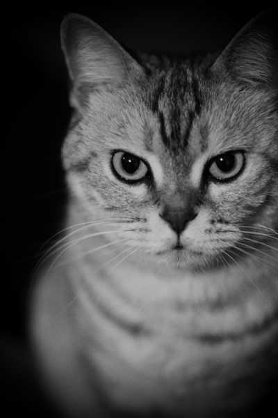 好,用户让我写一篇关于牛宝宝立字辈怎么取名的文章,先写标题,再写内容,内容不少于914个字。首先,我需要理解用户的需求。他们可能是一位家长,或者是一位需要给牛宝宝起名的人,想要了解如何选择合适的字辈,象征,希望,美好,第1张 好,用户让我写一篇关于牛宝宝立字辈怎么取名的文章,先写标题,再写内容,内容不少于914个字。首先,我需要理解用户的需求。他们可能是一位家长,或者是一位需要给牛宝宝起名的人,想要了解如何选择合适的字辈,象征,希望,美好,第1张