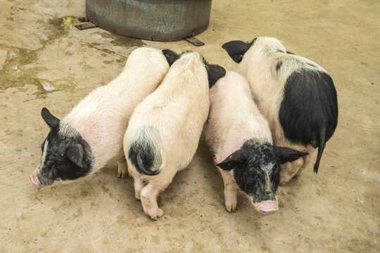 梦见小猪是什么意思?周公解梦解析,象征,事业,希望,第1张 梦见小猪是什么意思?周公解梦解析,象征,事业,希望,第1张