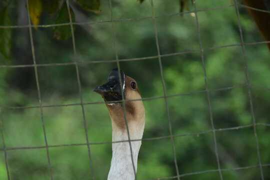 梦见吃大鹅,预兆与解梦解析,象征,事业,挑战,第1张 梦见吃大鹅,预兆与解梦解析,象征,事业,挑战,第1张