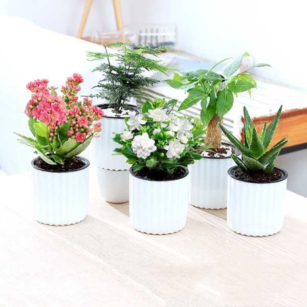 新居入室,选择适合的花卉提升居住,象征,希望,气场,第1张 新居入室,选择适合的花卉提升居住,象征,希望,气场,第1张