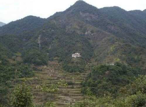 祖坟长什么树木不好?揭秘禁忌与树木选择,象征,风水,寓意吉祥,第1张 祖坟长什么树木不好?揭秘禁忌与树木选择,象征,风水,寓意吉祥,第1张