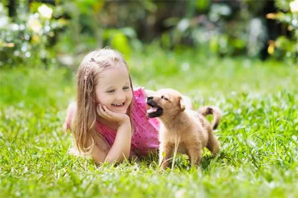 梦见对象偷狗,预兆与解梦的深层解析,象征,希望,自我,第1张 梦见对象偷狗,预兆与解梦的深层解析,象征,希望,自我,第1张