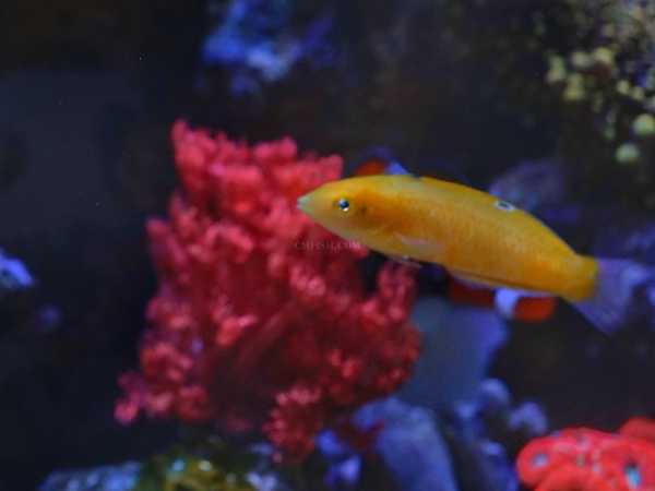 好,用户让我写一篇关于黄龙寺可以求签嘛现在的文章,首先得确定标题。标题要吸引人,同时包含关键词。我想到黄龙寺,求签的智慧与现代的考量这个标题,既点出了主题,又带点深度,命运,事业,求签,第1张 好,用户让我写一篇关于黄龙寺可以求签嘛现在的文章,首先得确定标题。标题要吸引人,同时包含关键词。我想到黄龙寺,求签的智慧与现代的考量这个标题,既点出了主题,又带点深度,命运,事业,求签,第1张